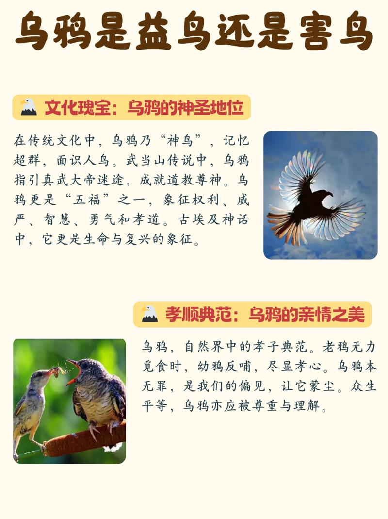 乌鸦结伴黄昏出行,乌鸦的黄昏 乌鸦结伴黄昏出行,乌鸦的黄昏