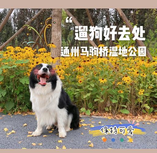 北京哪个区禁止携犬出行-北京禁止遛狗的街道 北京哪个区禁止携犬出行-北京禁止遛狗的街道