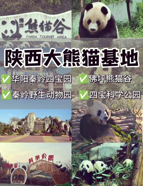 西安市熊猫出行贴-西安市熊猫出行贴吧群