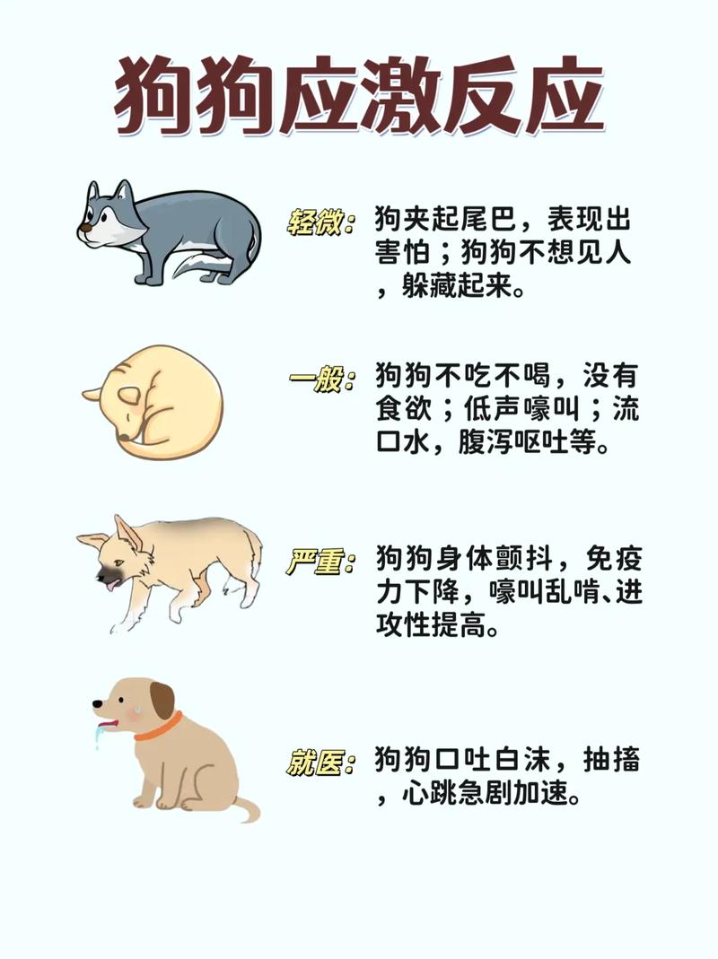 美女宠物出行趣事/美女宠物电影